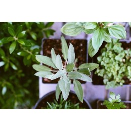 Gardener is always a good brand!!!