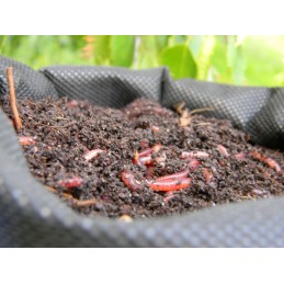 2000vnt kompostas Kalifornijos sliekų mišinys eisenia fetida dendrobena