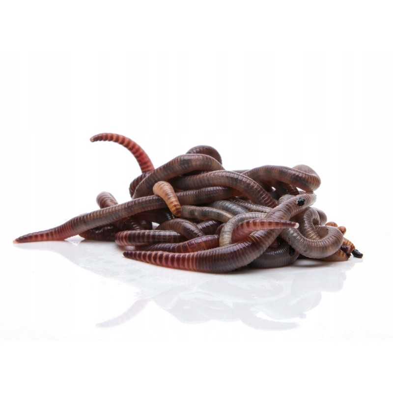 2 kg Kalifornijos komposto sliekų mišinys