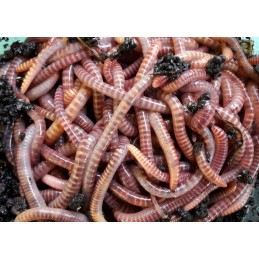 2 kg Kalifornijos komposto sliekų mišinys