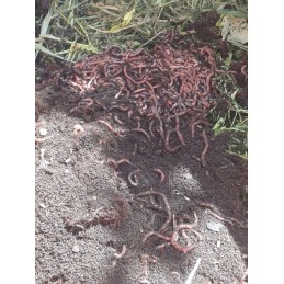 2 kg Kalifornijos komposto sliekų mišinys