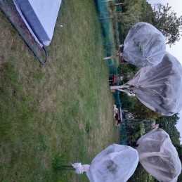 Spyruoklinė agrotekstilė, balta, 3,2 x 5 m/svoris 17