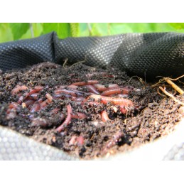 2000 vnt Kalifornijos komposto sliekų mišinys