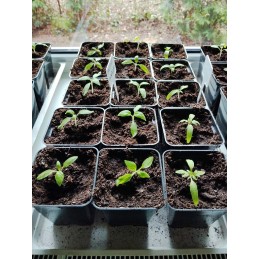 Square seedling pots p9 black 100 pieces