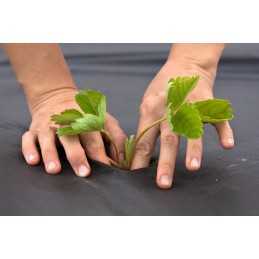 Juoda sodo agrotekstilė tujoms, daržovėms, vaisiams, augalams, 50g UV, 0,8 x 10m