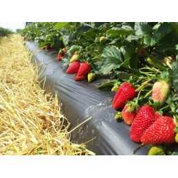 Mulčiavimo folija 1,00x10mb uv4 4 sezonai