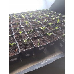 Ražošanas puķu pods 9x9x9cm podi 10 gab