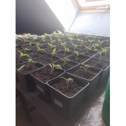 Ražošanas puķu pods 9x9x9cm podi 10 gab
