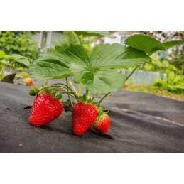 Agrotekstilė nuo piktžolių 1,6 x 5 m