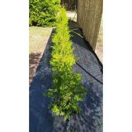 Agrotfabric 90g - premium darželio kilimėlis 1,6m