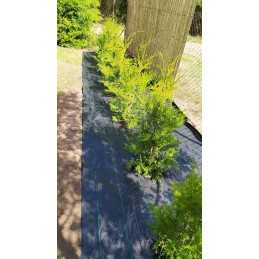 Agrotfabric 90g - premium darželio kilimėlis 1,6m