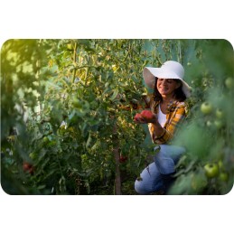 Sodo folijos tunelinis šiltnamis 2x3m folija 6m2 300x200x200 žalia