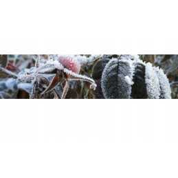 Agrotekstilės žieminis UV gaubtas 155x155cm