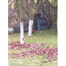 Ecosmart 480l sodo komposteris, atsparus šalčiui, ištisus metus veikianti modulinė kamera