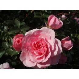 Agroflora sodininkystės parduotuvės žalias pieštukas