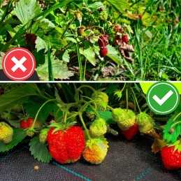 Nuo piktžolių agrotekstilė agrotekstilė 70g juoda 1,6x10m uv 3% raudona sodas