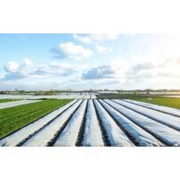 Dengianti agrotekstilė balta spyruoklė uv 20g/m2 1,6mx15m