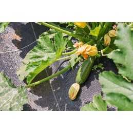 Agrotekstilė nuo piktžolių mulčiavimo, juoda, tvirta, 70g/m2, 0,8m x 10m