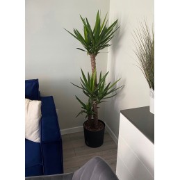 2x vazonų sodintuvas rato drtus400l rotango imitacija