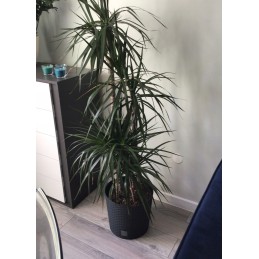 2x flowerpot rato drtus400l imitation rattan