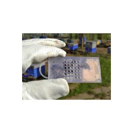 Skaidrus gabenimo narvas