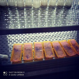 Siuntimo narvas bičių motinėlėms, 2 vnt