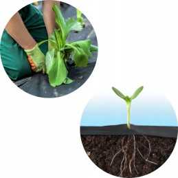 Agrotekstilė agrotekstilė 70g 1,1x 1m itin tvirta