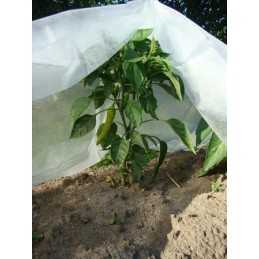 Pavasarinė UV apsauga agrotekstilė - sodininkas