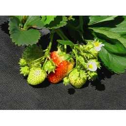 Juoda agrotekstilė 50g/m2 - 1,6 x 5 m
