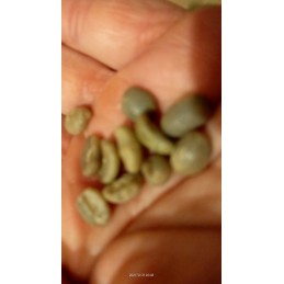 Siūlome viršutinį avilio šildytuvą – labai geras produktas!