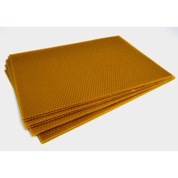 Įprasta Varšuvos gyvatė