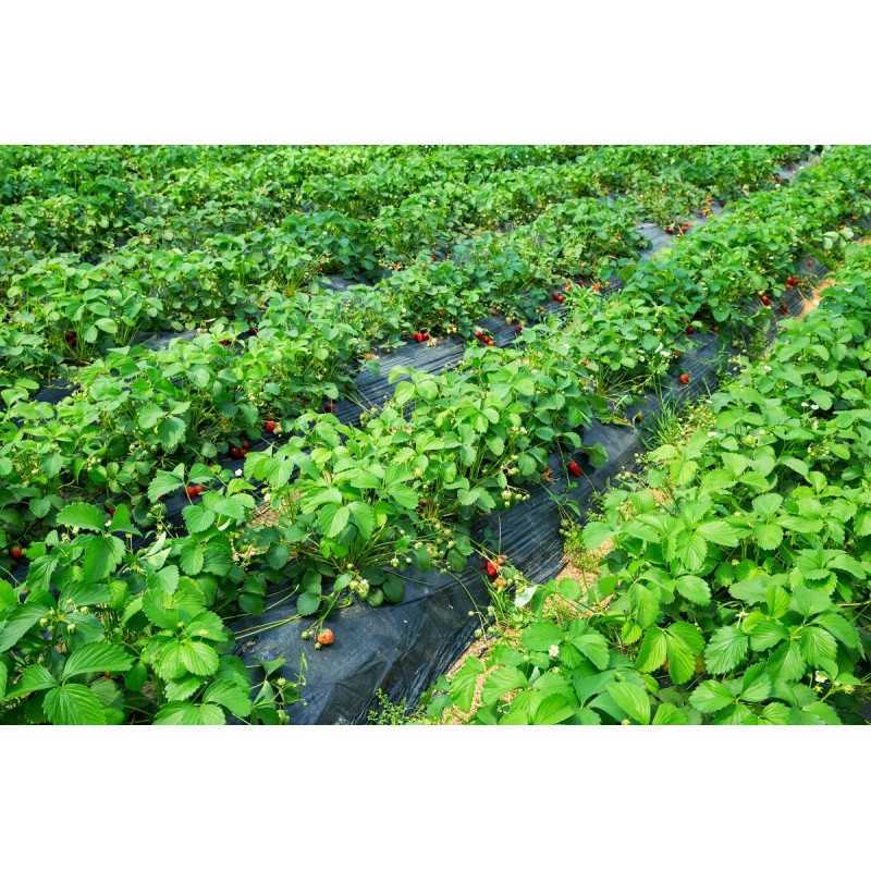 Juoda agrotekstilė, matmenys 0,8 m x 10 m