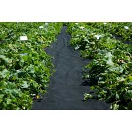 UV agrotekstilė p-100g/m2 1,6x1m juoda storio!!!