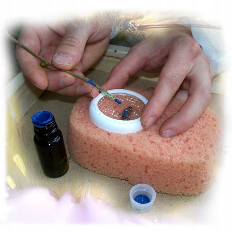 Avilių dažai bičių motinėlėms žymėti, geltoni