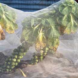 Žieminė agrotekstilė 50g 1,6x10m apsauga