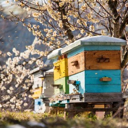 Apikand su nozevit bičių pyragu natūralus bičių maistas 1kg