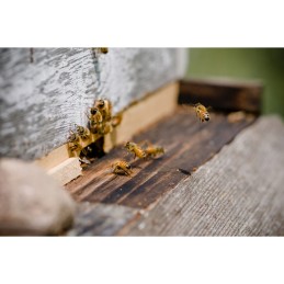 Apikand su nozevit 1kg bičių maistas 2,5ml/kg bitėms aviliui