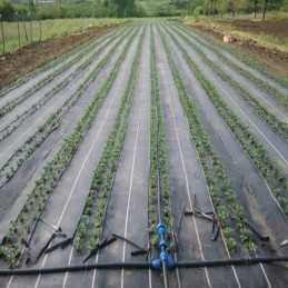 Agroaudimas piktžolėms 110 cm x 5 m storio su UV 90g