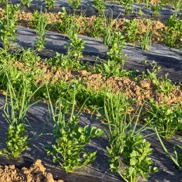 Biologiškai skaidus mulčiavimas ir dirvožemio kompostuojama folija 1 x 10 m 10 m2