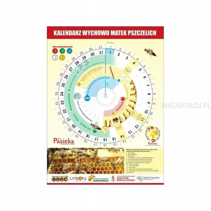 Bičių motinėlių auginimo kalendorius