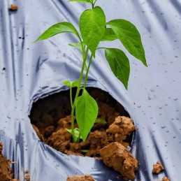 Biologiškai skaidus mulčiavimas ir dirvožemio kompostuojama folija 1 x 10 m 10 m2