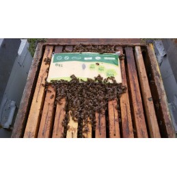 Bkv su baltymais 1 kg pyrago maistas bitėms