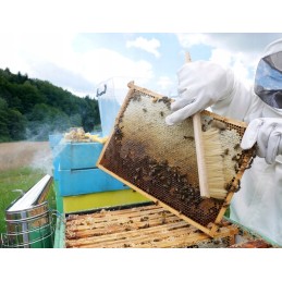 Bitininkystės šluota