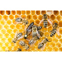 Didžiosios Lenkijos lizdų rėmai su žarna FV Hoffman, Wielkopolska lizdo rėmas