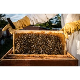 Didžiosios Lenkijos lizdų rėmai su žarna FV Hoffman, Wielkopolska lizdo rėmas