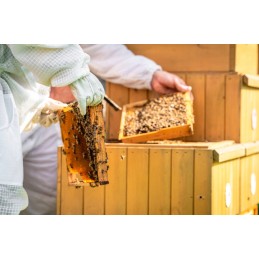 Didžiosios Lenkijos lizdų rėmai su žarna FV Hoffman, Wielkopolska lizdo rėmas