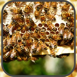 Apikand torto maistas bitėms su bičių žiedadulkėmis bičių fondas 1kg