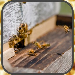 Apikand torto maistas bitėms su bičių žiedadulkėmis bičių fondas 1kg