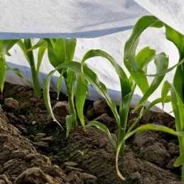 Balta apsauginė agrotekstilė pavasariui