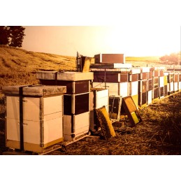 Juosta jungiasi prie gatvių